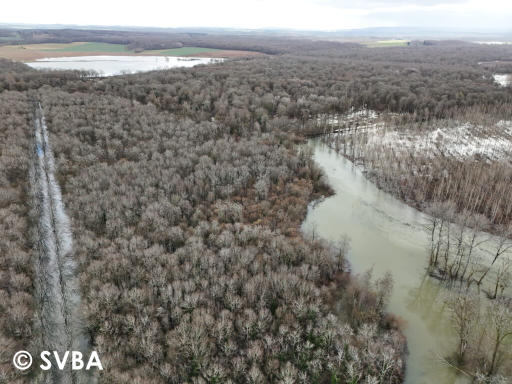 Aval du site restauré de Talmay avec les débordements de la Saône (SVBA, 17/02/2026)